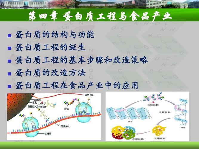 食品生物技术导论-4蛋白质工程ppt