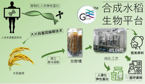 基可生医 用基因编辑勾勒人源化生物材料