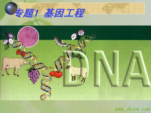 高二生物选修3_基因工程_dna重组技术的基本工具_ppt