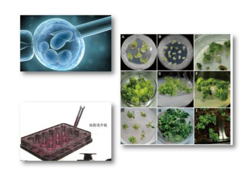 版2019高二生物选择性必修三211植物细胞工程的基本技术课件32张ppt